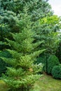 Fir Abies koreana in landscaped evergreen garden. Beautiful green korean fir with Pinus parviflora Glauca and trimmed boxwood Buxu