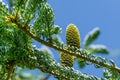 Fir Abies koreana Silberlocke with young blue cones on branch. Green and silver spruce needles on korean fir Royalty Free Stock Photo