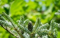 Fir Abies koreana Silberlocke with young blue cones on branch. Green and silver spruce needles on korean fir.