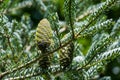 Fir Abies koreana Silberlocke with young blue cones on branch. Green and silver spruce needles on korean fir. Selective nature foc Royalty Free Stock Photo