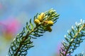 Fir Abies koreana Silberlocke with young green and silver spruce needles against blue sky. Selective nature focus close-up Royalty Free Stock Photo