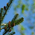 Fir Abies koreana with young cones on branch against blue sky background. Green and silver spruce needles on korean fir Royalty Free Stock Photo