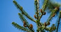 Fir Abies koreana with young cones on branch against blue sky background. Green and silver spruce needles on korean fir in spring Royalty Free Stock Photo