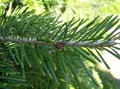 Fir, balsam Abies balsamea - close up