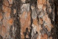 Fir bark background Royalty Free Stock Photo