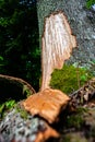 Fir bark stripped by a bear. Bieszczady Mountains, Carpathians, Poland