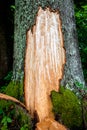 Fir bark stripped by a bear. Bieszczady Mountains, Carpathians, Poland