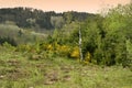 Fir and beech forest with flowering brooms in the Apennine mountains near Arezzo. Italy Royalty Free Stock Photo