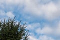 Fir in the bottom left corner with clouds in distance Royalty Free Stock Photo