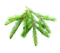 Fir branch