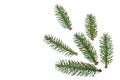 Fir branch