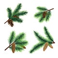 Fir branch. christmas tree branches with cones. Pine xmas vector decoration Royalty Free Stock Photo