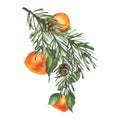 Fir branch with cones and hanging tangerines. Hand drawn watercolor illustration Isolated composition on a white