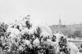 Fir branch covered with snow. Winter landscape Royalty Free Stock Photo