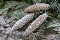 Frosty Pine Cones And Fir Branch Royalty Free Stock Photo