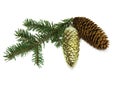 Fir branch, fir cones, new year's toy