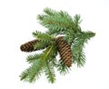 Fir branch isolated on white Royalty Free Stock Photo