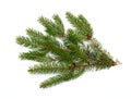 Fir branch