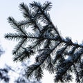 A fir branch loaded with snow. Spruce branches in the snow, winter forest. Close-up of a spruce branch covered with snow Royalty Free Stock Photo