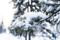 A fir branch loaded with snow. Spruce branches in the snow, winter forest. Close-up of a spruce branch covered with snow Royalty Free Stock Photo