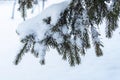 A fir branch loaded with snow. Spruce branches in the snow, winter forest. Close-up of a spruce branch covered with snow Royalty Free Stock Photo