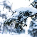 A fir branch loaded with snow. Spruce branches in the snow, winter forest. Close-up of a spruce branch covered with snow Royalty Free Stock Photo