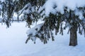 A fir branch loaded with snow. Spruce branches in the snow, winter forest. Close-up of a spruce branch covered with snow Royalty Free Stock Photo