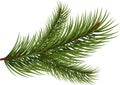 Fir branch Royalty Free Stock Photo