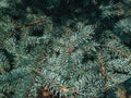 Closeup view of a firs in pine tree