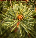 Fir branch with a small cone - macro photo