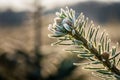 A fir branch with small fir cones covered with white ice crystals of hoar frost is back lit by the morning sun in winter.