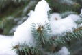 Fir branch with snow closeup, pastel colors, selective focus