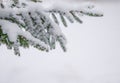 Fir branch and snow at winter day