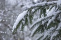 Fir branch with snow in winter and unsharp backgroun