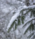 Fir branch with snow in winter and unsharp backgroun