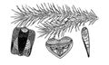 Fir branch and toys, isolate, vector, hand drawing Royalty Free Stock Photo