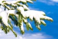 Fir branch under snow