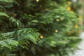 Fir branches with beautiful festive bokeh lights. Christmas holiday background