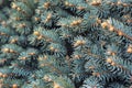 Fir branches Blue lush spruce branch textured background green spruce white spruce Colorado spruce or Colorado blue spruce scienti Royalty Free Stock Photo