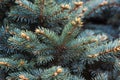 Fir branches Blue lush spruce branch textured background green spruce white spruce Colorado spruce or Colorado blue spruce scienti