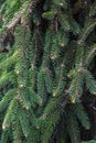 Fir branches Blue lush spruce branch textured background green spruce white spruce Colorado spruce or Colorado blue spruce scienti Royalty Free Stock Photo