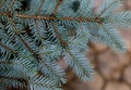 Fir branches blue spruce. Close up