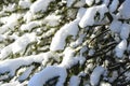 fir branches covered with snow Royalty Free Stock Photo