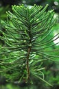 Fir branches cypress leaves