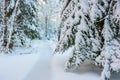 Fir branches densely covered with snow