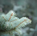 Fir branches in the forest soft bokeh background, square image