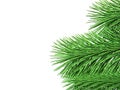 Fir branches with green needles on white background 3d illustra