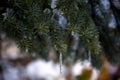 Fir branches with icicles, in winter Royalty Free Stock Photo