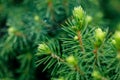 Fir branches. Natural background. Macro photo of a spruce branch. Fir branches in the forest