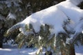 Fir branches in the snow close-up. Snow-covered trees in the park. Spruce branches laden with snow. Winter sunny day in the forest Royalty Free Stock Photo